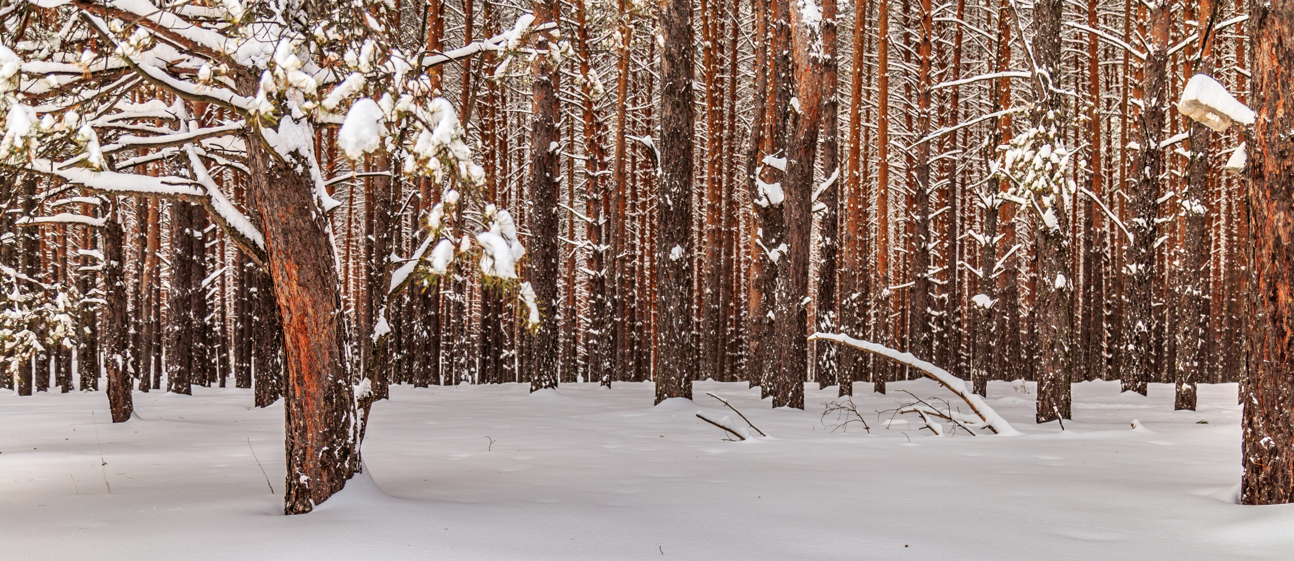 A snow covered forest with tall, closely spaced pine trees. Snow blankets the ground and rests on tree branches, creating a winter landscape.