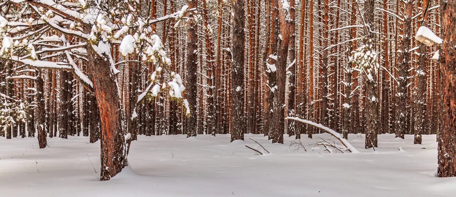 A snow covered forest with tall, closely spaced pine trees. Snow blankets the ground and rests on tree branches, creating a winter landscape.